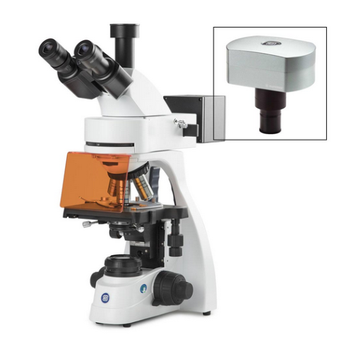 bScope Trinocular Microscope, HWF 10X/20 mm Eyepieces and Quintuple Nosepiece With Plan Phase PLFI 10/20/S40/S100X Oil Infinity Corrected Objectives, Globe Scientific, EBS-3153-PLFI-DC18