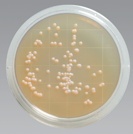 Remel Contact Plate Sterile Tryptic Soy Agar w/Lecithin, Polysorbate 80 (Irradiated), 10/PK, Thermo Scientific, R111800
