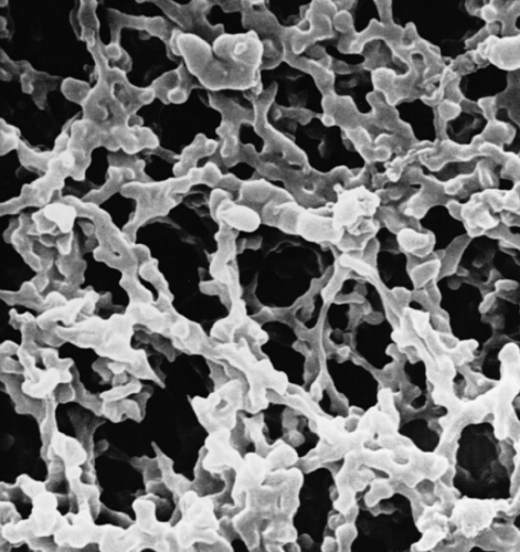 MF-Millipore Membrane Filter, 0.8 micron Pore Size, 47 mm Diameter, Mixed Cellulose Esters (MCE) Membrane, Hydrophilic, White, Gridded, 100 Discs/PK, Millipore-Sigma, AAWG04700