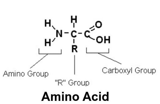 Amino Acid